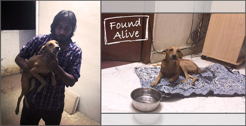 Dog thrown from a roof