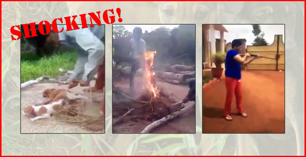 3 Puppies Burnt Alive