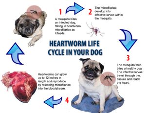 Heartworm Disease