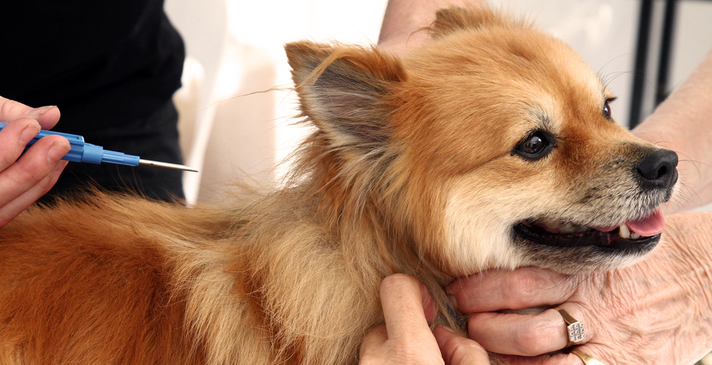 Microchip Licence Is Mandatory For Pet Dogs