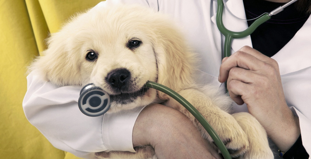 free clinic for pets