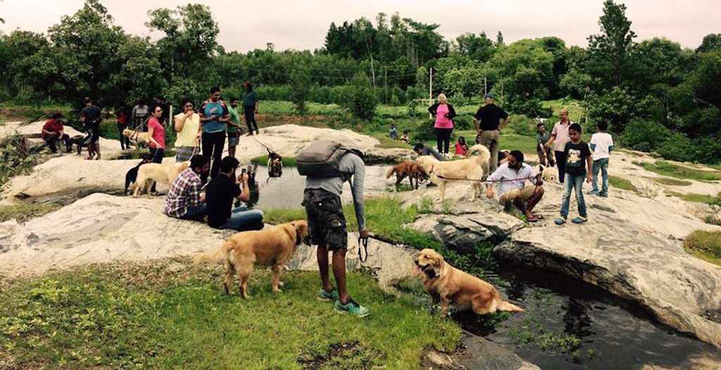 Rain or Shine Party With Dogs