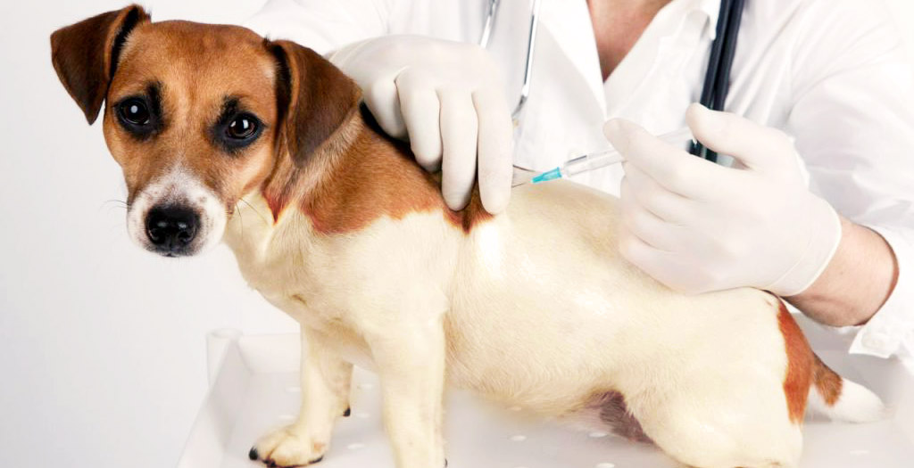 Stray Dogs Sterilized