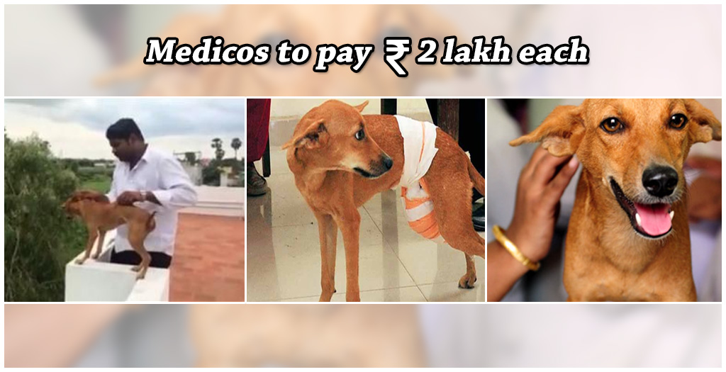 Chennai Dog Torture Case