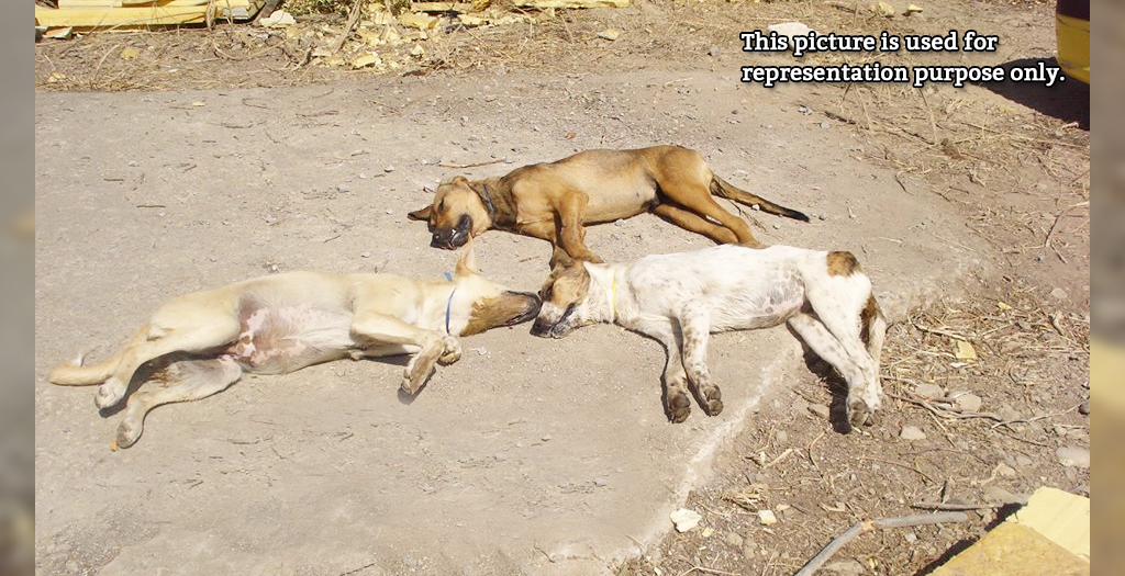 3 stray dogs shot dead
