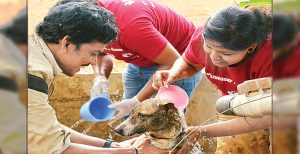Shelter For Street Dogs