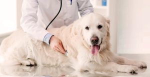 Prevent Bloat In Dogs