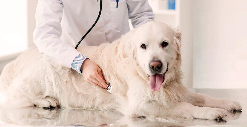 Prevent Bloat In Dogs