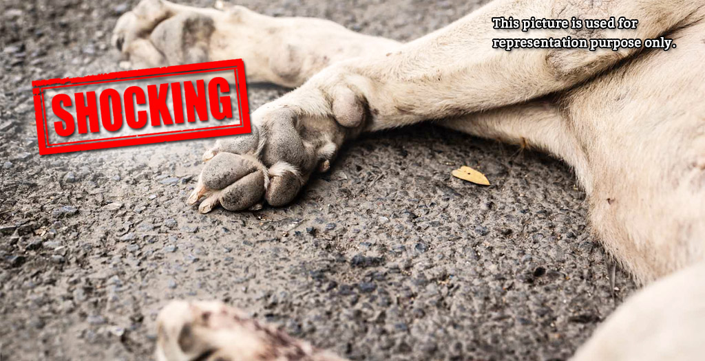 3 stray dogs poisoned