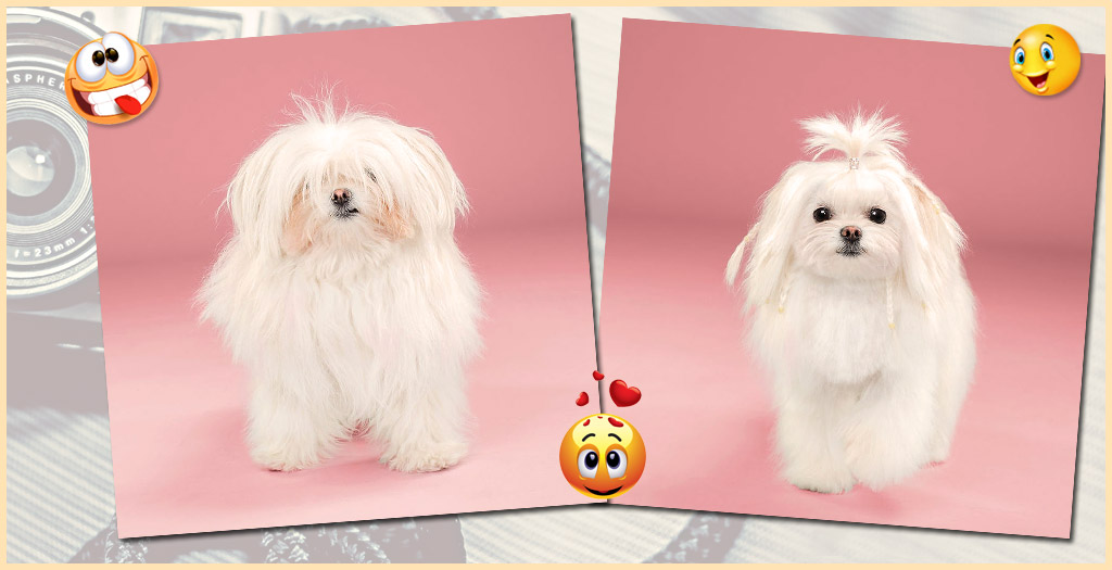dogs with funny hairstyles