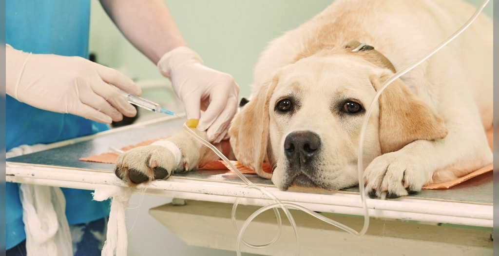 Kidney failure in pet dogs