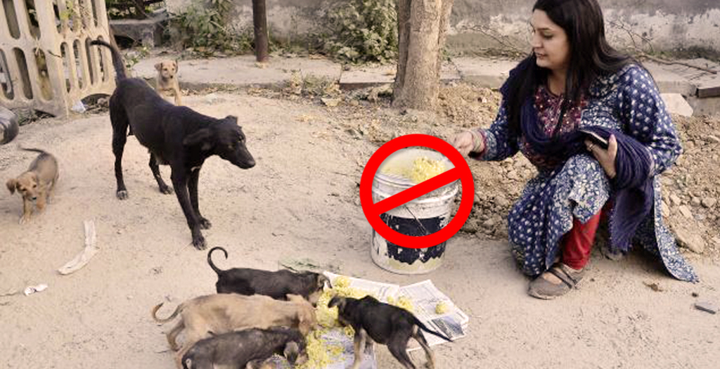 Not To Feed Stray Dogs