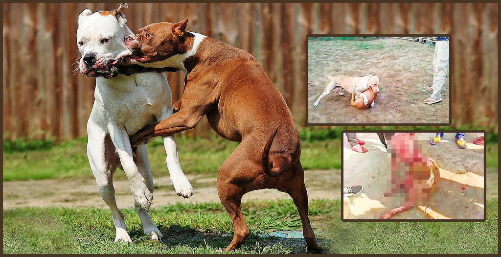 Dog fighting