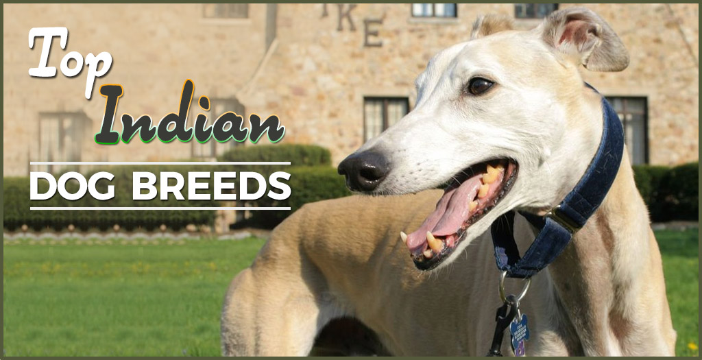 List of Indian Dog Breeds with Pictures