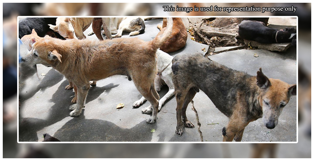40 Stray dogs poisoned
