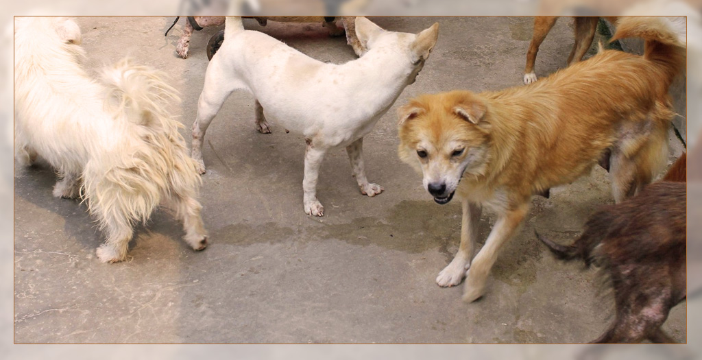 Dogs in Kerala