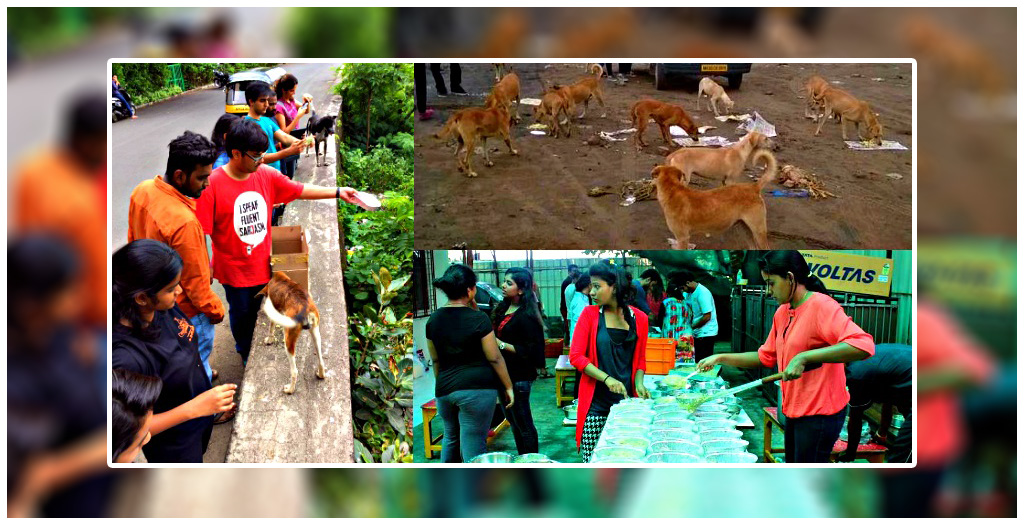 Girl Feeds 1,200 Stray Dogs
