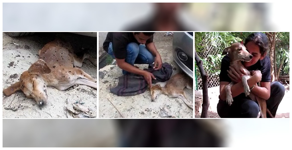 Animal Aid Unlimited Rescued A Dog