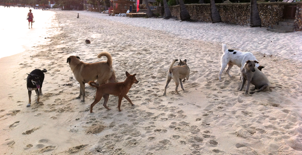 Stray Dogs At Marina