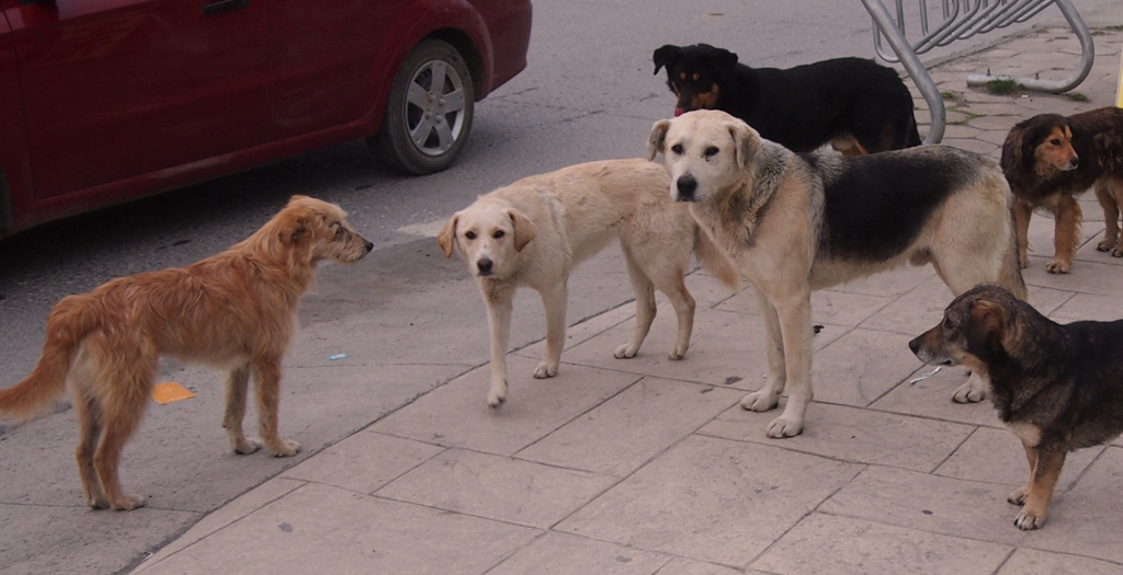 Feeding Stray Dogs