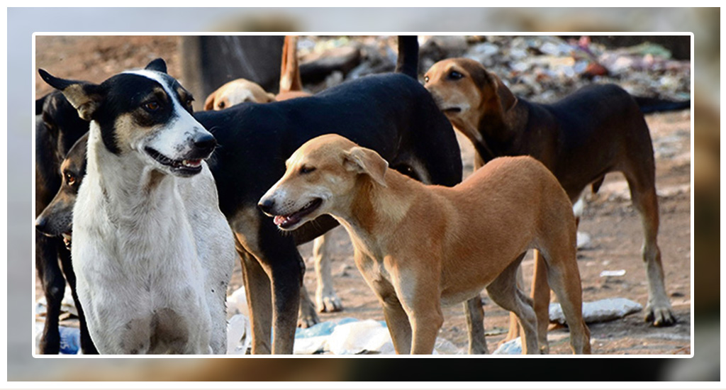 catching a stray dog