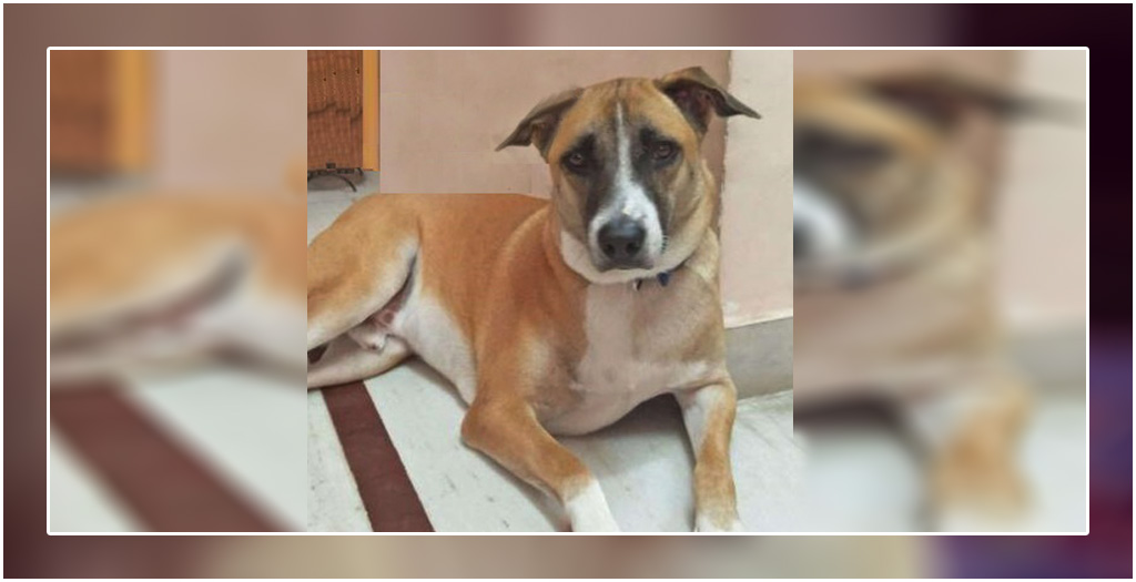 Cutest Indian Dog Alive