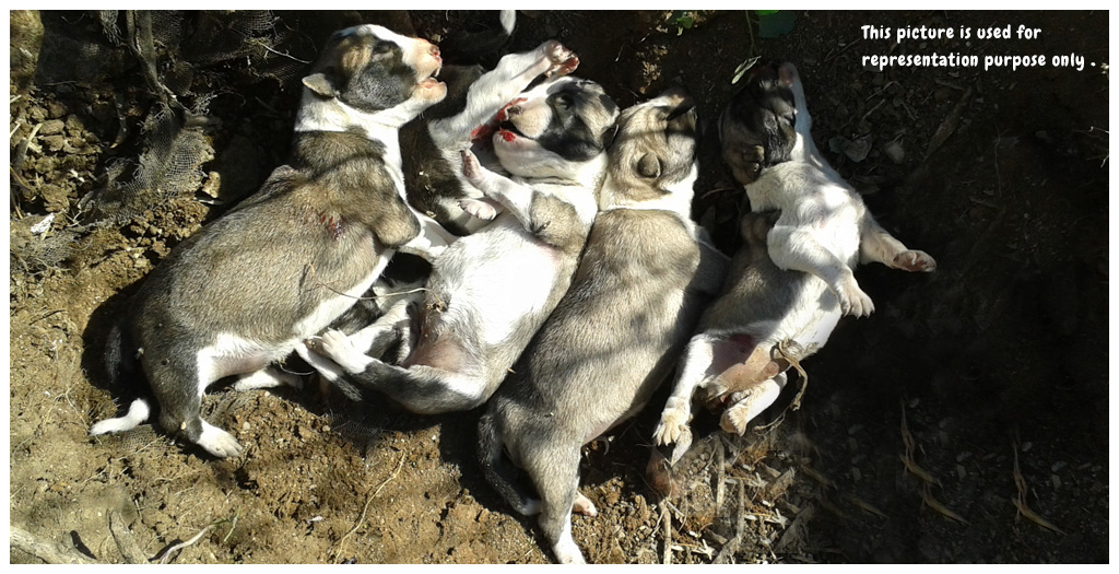 Four Newborn Puppies