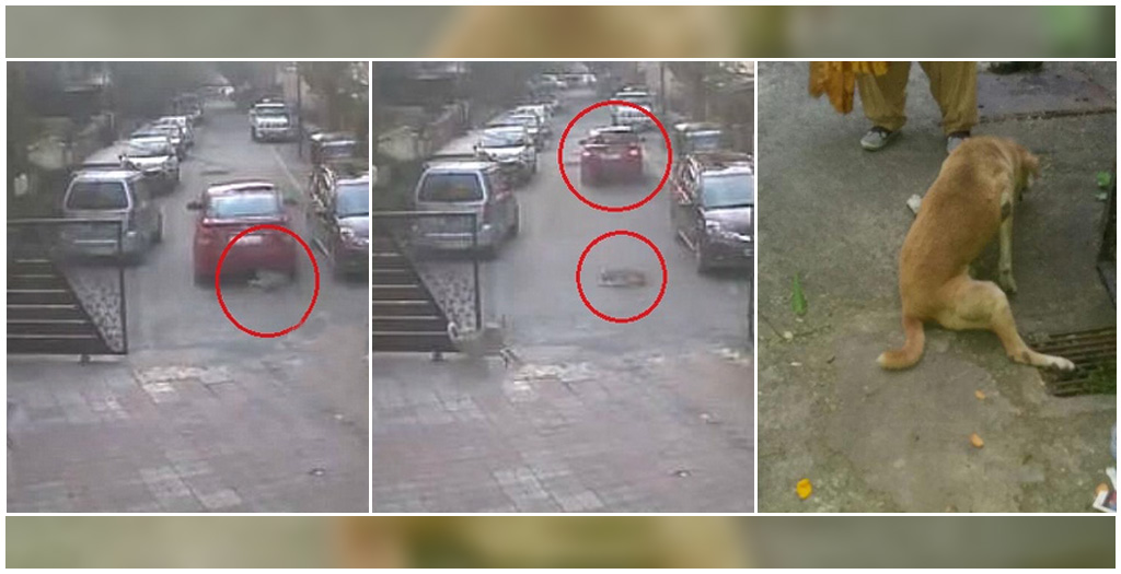 Man runs over stray dog