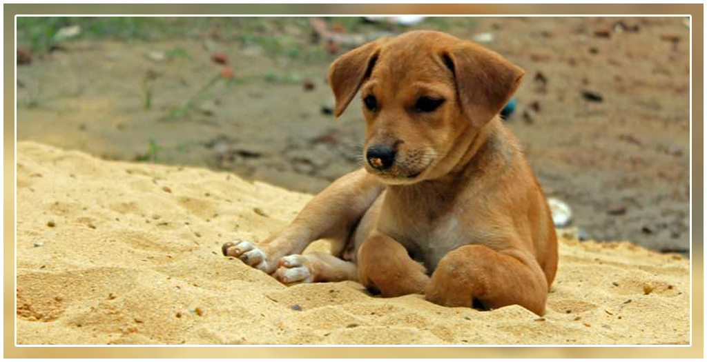 Sterilize Dogs Campaign