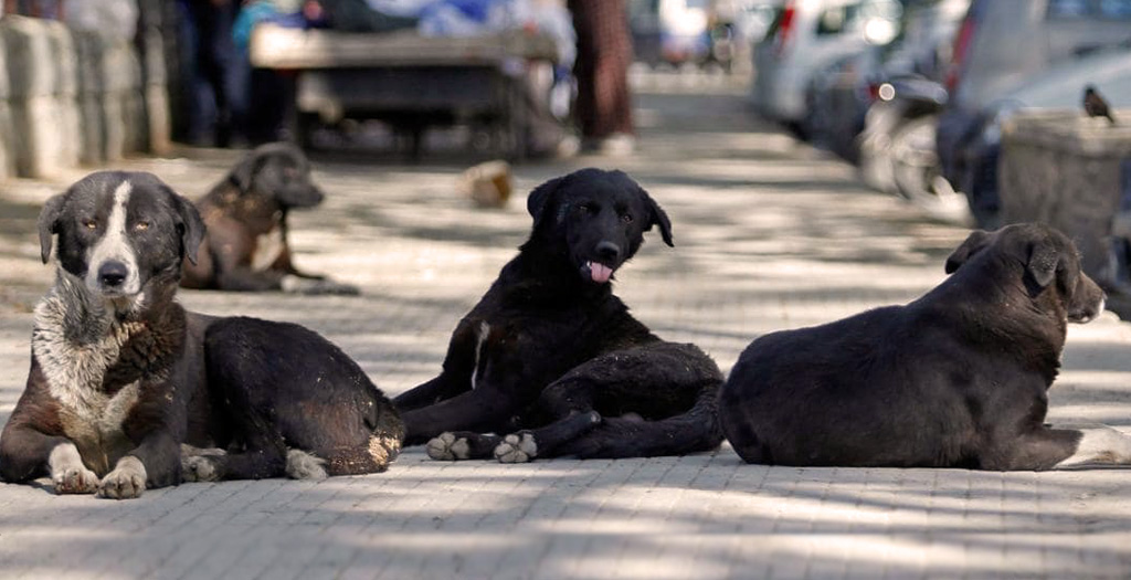 Stray dog popullation