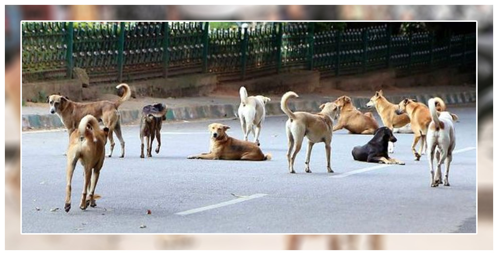 Stray Dogs In Kerala