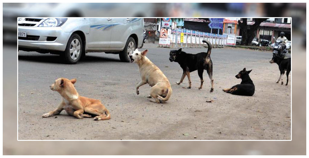 Aggressive Stray Dogs