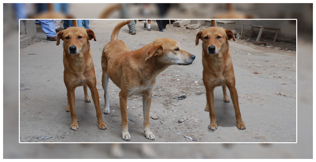 Culling Stray Dogs