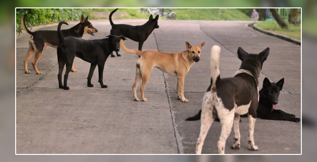 New born saved by stray dogs_1