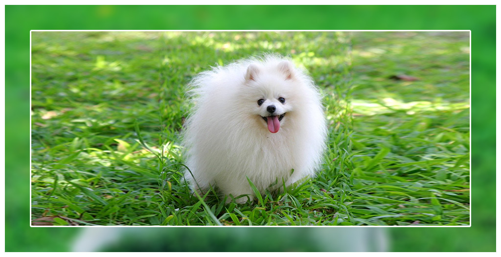Pomeranian puppy