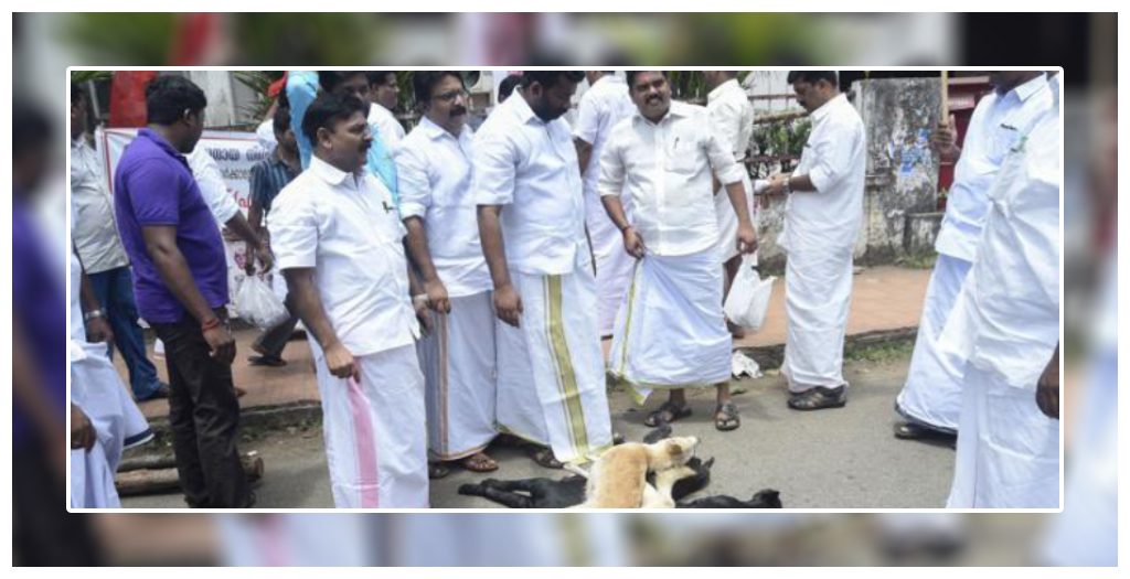 Stop killing stray dogs