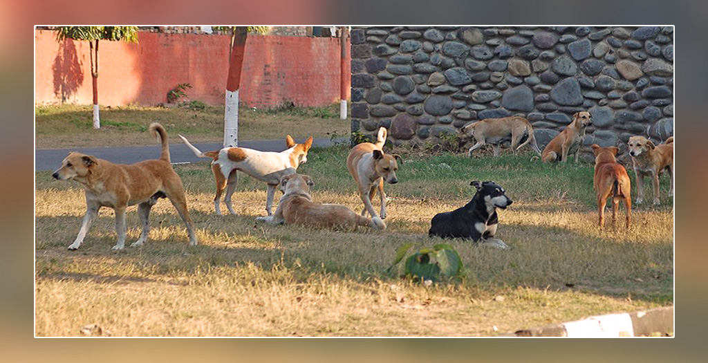 Stray dogs vaccinated