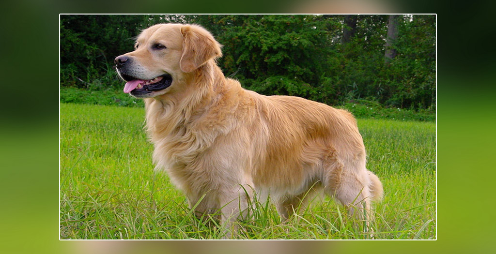 Affectionate dog breeds