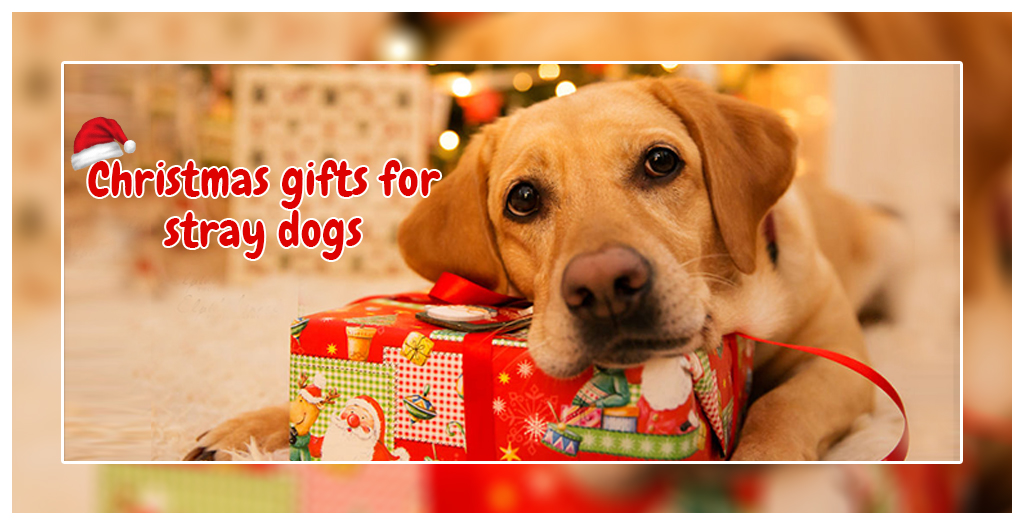 Christmas gifts for stray dogs