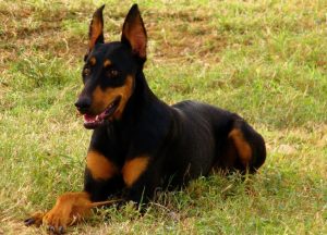 Doberman-Shepherd
