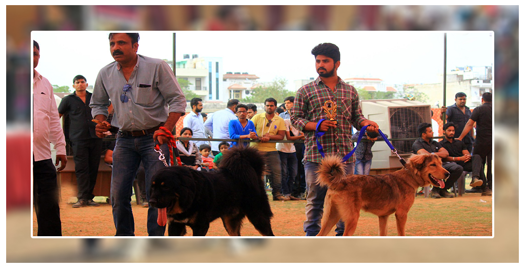 Dog Show In Amritsar