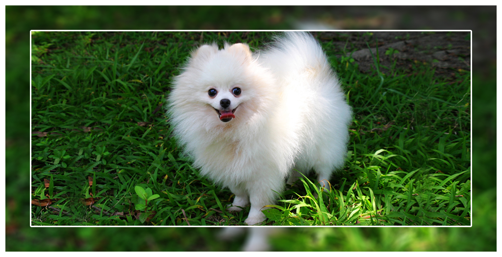 Health Problems In Pomeranians