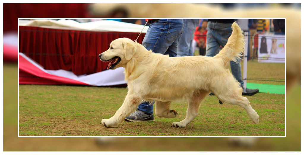 Patiala Dog show