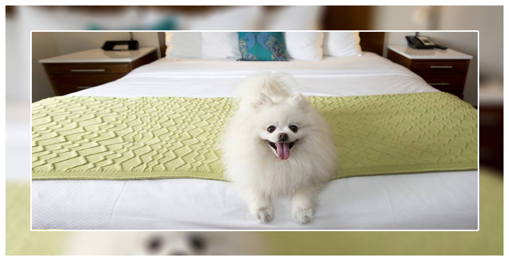 Pet friendly Destination