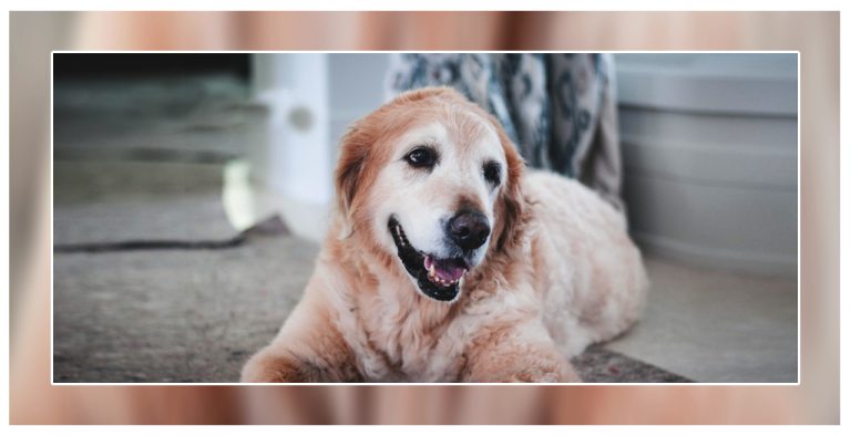 Senior dog