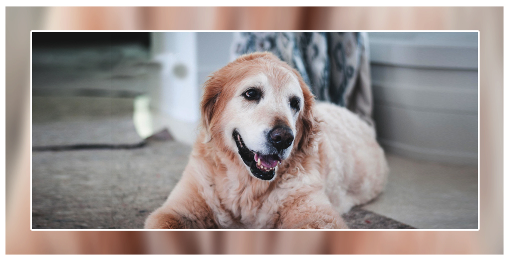 Senior dog