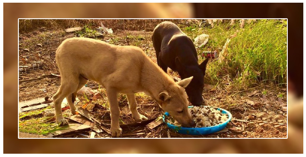 Biryani Party for Stray Dogs