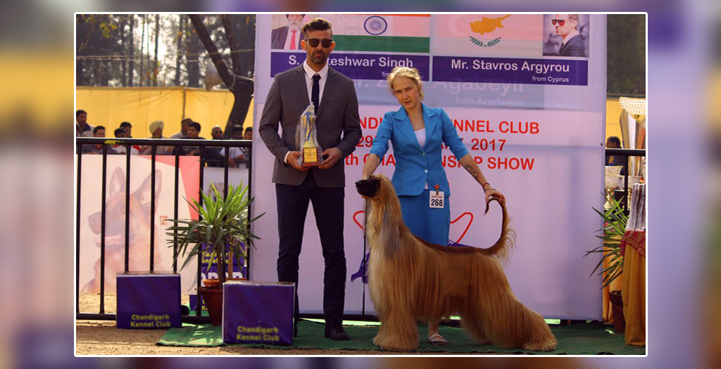 Dog show in chandigarh