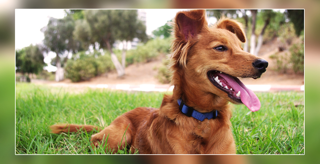 Dogs Make Humans Healthier