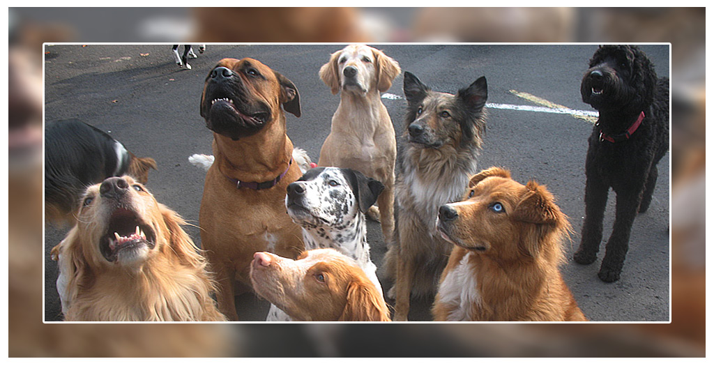 New Rules To Regulate Dog Breeders